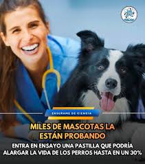 El Dr. Daniel Veraguas, académico del Departamento de Ciencia Animal,  conversó con El Mercurio sobre el auge de la clonación de mascotas 🐾. En  la nota, el #EspecialistaFavet advierte que, si bien