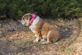 You can also upload and share your favorite english bulldog wallpapers. New Stylish Pink Collar For Bulldog 81 3