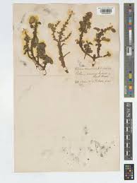 Image result for Coleus cylindraceus