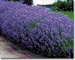 We did not find results for: Plants That Attract Beneficial Insects