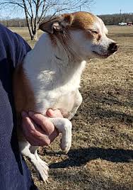 Search for a pet by first clicking any button below. Adopt A Pet Petsmart Charities