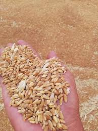 Image result for tbn:engVu7FnxG8byM::thaier.jeeran.com/Dscn0932.jpg