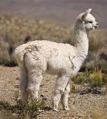 Can you think of other animal that live in very dry environments? Pin On Alpaca