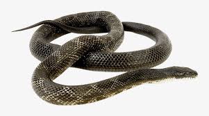Snake png you can download 35 free snake png images. Free Png Snake Png Images Transparent Snake Png Transparent Free Transparent Png Download Pngkey