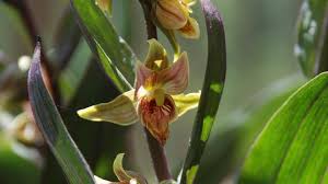 Check spelling or type a new query. Arboretum Spotlight This Native Orchid Loves Shade The Sacramento Bee