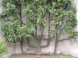 Apply the steps from 4 to 6 on the second horizontal wire. Cir627 Mg273 Espaliers