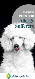 Your cat's skin is one of the largest organs in his body, and it has a lot of jobs to do. Best Pets For Allergy Sufferers