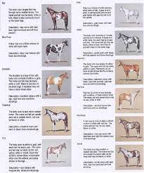 We did not find results for: Genetics Painthorselegends Horse Coloring Horses Horse Painting