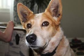 Read our guide for the most up to date information on this amazing cross breed! Get To Know The Red Heeler In 7 Questions Animalso