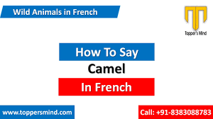 It literally means cuckoo, as in the bird, but you can use it as a greeting or to get someone's attention, like saying hey! in english. Camel In French Translation Pronunciation Le Chameau Youtube