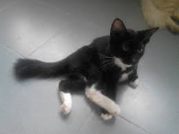 Arsip kucing persia warna hitam coklat tangerang selatan kota. Kucing Parsi Posts Facebook