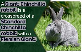 There is no weight difference between the genders. Chinchilla Rabbit A Crossbreed Bunny Pet Ponder