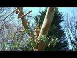Pin On Tree Surgeons Uxbridge