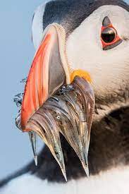 Puffin Photograph By Sunil Gopalan Wild Animals Photography Wildlife Photography National Geographic National Geographic Animals