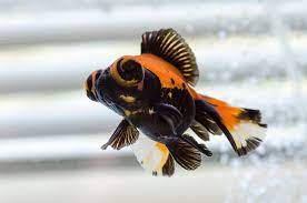 Maybe you would like to learn more about one of these? Butterfly Goldfish Care Guide Varieties Lifespan More With Pictures Pet Keen