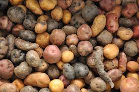 Uber Tubers Welcome To The International Potato Center Benefits Of Potatoes Wild Potato Potatoes