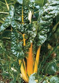 A Winter Vegetable Garden In Northern California Finegardening