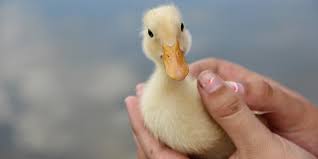 Below i have listed 12 different celebrities with animal like name.pitbull… 24 Famous Celebrity Parrot Bird Owners Throughout History
