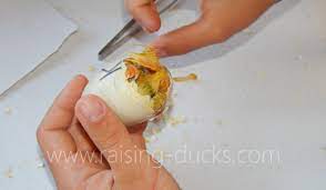 My incubator is full of duck and goose eggs and it's hatching season on our farm. When Should You Assist With Hatching Raising Ducks