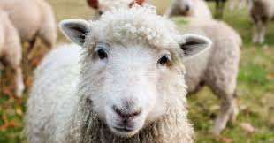 Perusahaan kami membeli bulu domba batur/merino. Wah Ternyata Bulu Domba Bermanfaat Untuk Melembabkan Kulit Dan Rambut