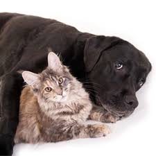 Auf der couch, dem boden oder dem teppich. Tierhaare Entfernen Aus Teppich Und Polstermobel