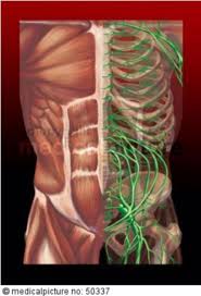 Be able to identify each body cavity on the torso model and know which major organs are housed within each cavity. Torso Anatomy Doccheck