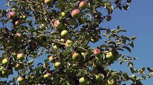 Ontario apfel regional frisch lecker gesund nach dem motto: Winterapfel Ontario Malus Ontario Baumschule Horstmann