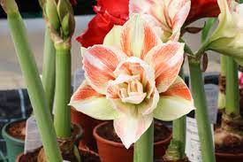 Der mann hinten links ist mein vater. Amaryllis Verbluht Was Tun Pflege Nach Dem Verbluhen Gartendialog De