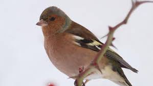 #gartenvögel #garten #wintervögel #nabu #umwelt pic.twitter.com/3w1kxnvht9. Wintervogel Zahlen Sie Wieder Mit Muhr Am See Gunzenhausen Nordbayern