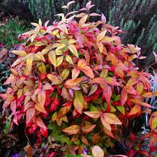 Check spelling or type a new query. 5 Great Low Maintenance Shrubs For The Mid Atlantic Region