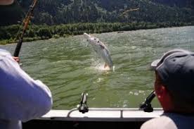 Oregon sturgeon fishing guide trips out of astoria, oregon. Best Sturgeon Fishing In Oregon Best Fishing In America