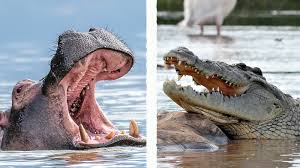Monster Crocs: How Big Can Crocodiles Get? - Hubpages