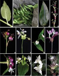 Image result for Coleotrype laurentii