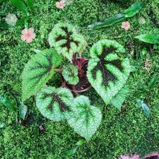 Image result for Begonia meyeri-johannis