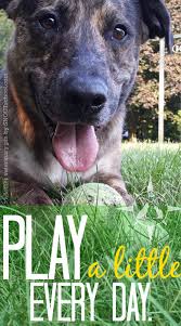 Catahoula Rescue Dog Sam Recommends A Little Playing Every Day Our Connecticut Veterinary Hospital Staff Agrees Mee Veterinary Hospital Dog Lovers Dog Mama