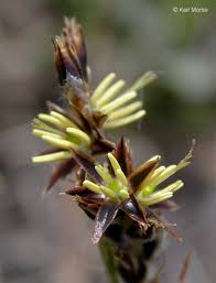 Image result for Luzula multiflora