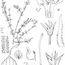 Image result for Helixanthera schizocalyx