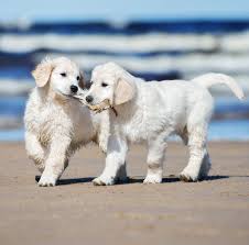 Champion sired, english cream golden retriever puppies for sale! Pictures Of White Golden Retrievers Goldenretrievertraining Retriever Puppy Golden Retriever Labrador Retriever