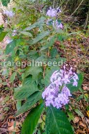 Image result for Pseuderanthemum