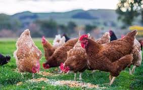 Or to unsubscribe or withdraw your consent for any communications from us. Animal Feed Store Horse Feed Chicken Feed Goat Feed Pig Feed