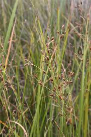 Image result for Bulbostylis schoenoides
