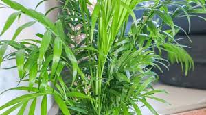 When the plant is rootbound and ready to repot (early spring before growth starts), plant in a 2 bigger container in diameter and slightly deeper than the existing planter. Cat Palm Care Surprising Facts Plantophiles