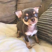 Ask questions and learn about chihuahuas at nextdaypets.com. Spunkypaws Chihuahuas Chihuahua Walk In The Yard Facebook