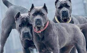 Most Banned Dog Breeds Usa List Of Banned Breeds Dangerous Dogs