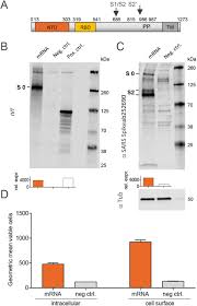 Obviously this stock is subject to covid news and needs to be traded with care and reality. Mrna Based Sars Cov 2 Vaccine Candidate Cvncov Induces High Levels Of Virus Neutralizing Antibodies And Mediates Protection In Rodents Biorxiv