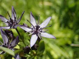 Image result for Swertia eminii