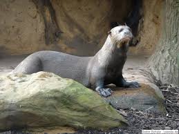 For detailed information on dortmund zoo, please take a look at our german sites. Zoo Dortmund Zoogl De