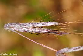 Image result for Hyparrhenia griffithii