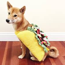 A collection of the top 46 doge wallpapers and backgrounds available for download for free. This Doge Taco 25 Adorable Dogs Dressed Like Tacos Popsugar Latina
