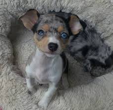 Their undercoat is variable, with some chihuahuas not having much of one at all. Blue Merle Chihuahuas For Sale Cheap Buy Online